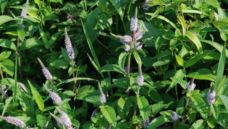 Cây Cò cò. Pogostemon auricularius L. Hassk - Cây Thuốc Nam Quanh Ta